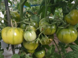 6 соток без проблем