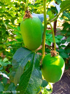 Маракуйя Северная и Фредерико.
