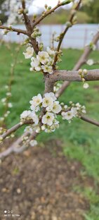 Сад и огород.