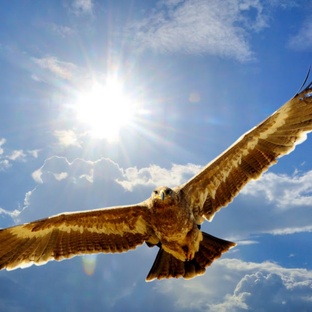 Орёл: повелитель неба и символ дикой свободы