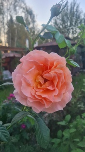 Садоводство 