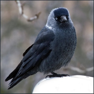 Галка: умная птица с характером и секретами