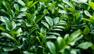 Все о замиокулькасах