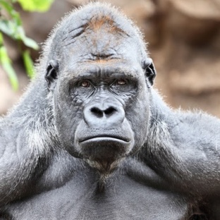 Гориллы: сила, разум и жизнь в джунглях