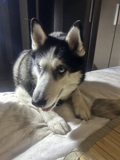 Наши питомцы