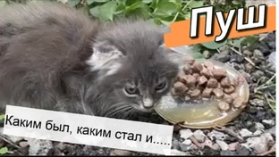 Пуш. Крошка котенок, которого выкинули из за болезни.