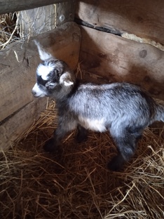 О жизни в деревне