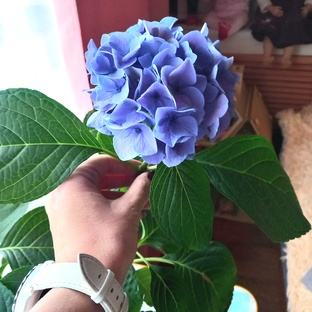 Дела семейные, дачные, цветочные 💖