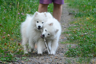 Японские шпицы Belletristix: как я влюбилась в породу