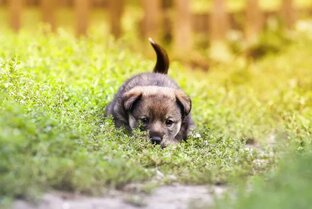 Все о собаках