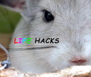 Лайфхаки для шиншилл