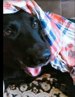 Пес расскажет анекдот