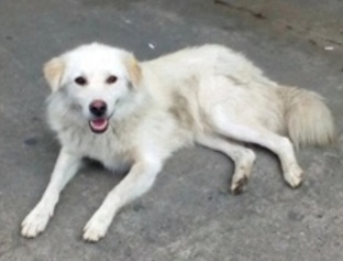 птицы, животные, природа вокруг нас