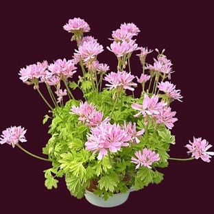 Формозумы. Что мы знаем о них