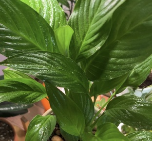 УХОД ЗА РАСТЕНИЯМИ