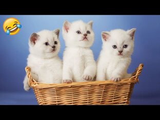 Кошечки.