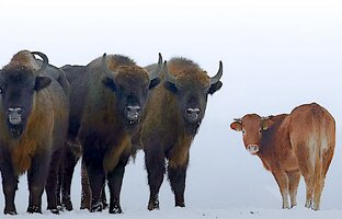 Животные суши
