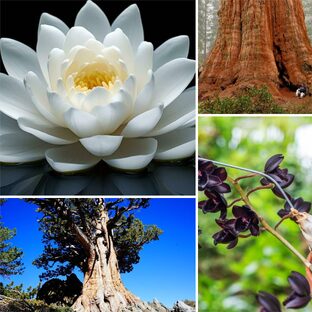 Растения рекордсмены 