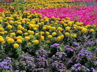 Цветы. Фото. 