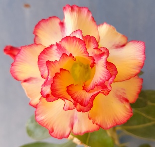 Мои адениумы