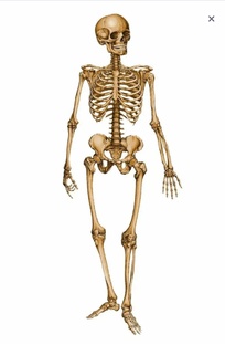 АНАТОМИЯ ТЕЛА В ДВИЖЕНИИ