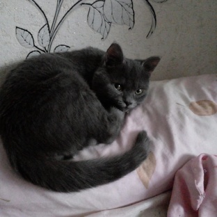 Условия жизни кота Дариса