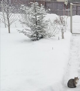 Кот Василий 