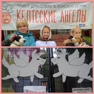 Будни приюта 
