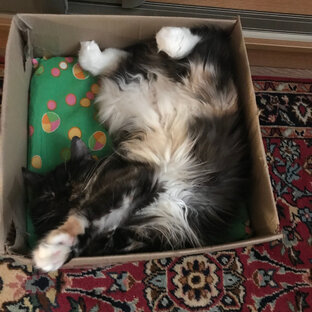 Дзен Екатерина Л. статистика