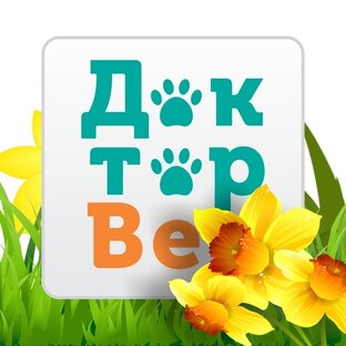 Статистика Дзен Ветеринарная клиника в Калуге "ДокторВет"
