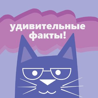 Дзен Факты Zdes & Tut статистика