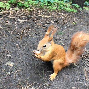 Дзен Елена статистика