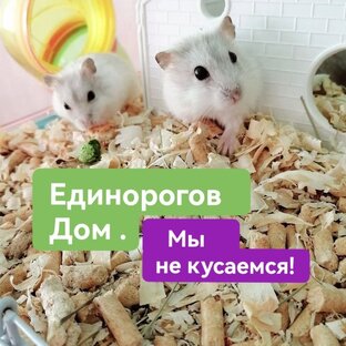 Дзен Интересное рядом. статистика