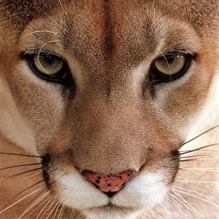 Дзен Oksy статистика