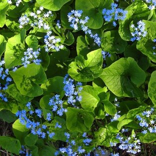 Дзен Сибирячка статистика