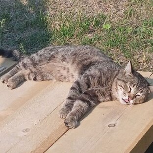 Дзен valerilero статистика