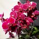 Olga's_orchid_dreams_