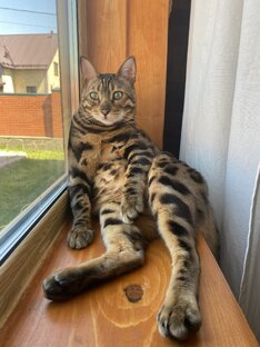 Гучи 😻