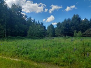 По дороге с ветром