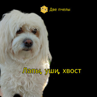 Лапы, уши, хвост