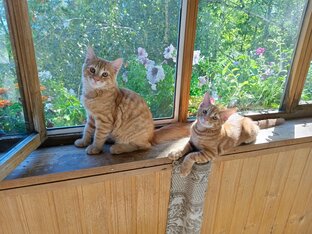 Будни котиков
