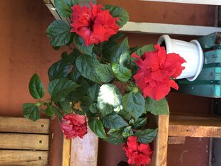 Комнатные цветы