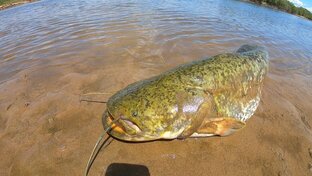 Короткие Видео