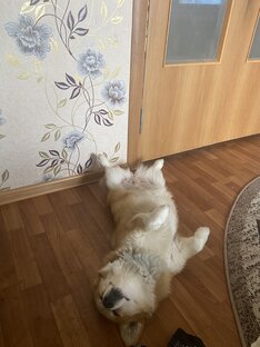 Булочка спит 