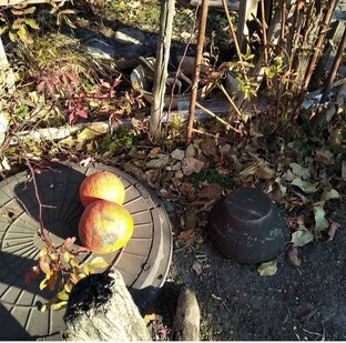 Огород, сад, теория и практика.