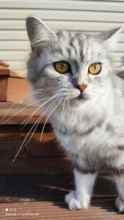 Наши любимые кошачьи♥️
