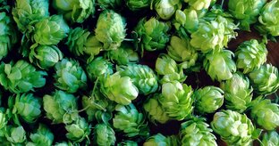 Путеводитель по пиву India Pale Ale (IPA)