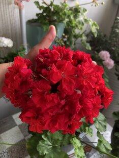 Пеларгонии