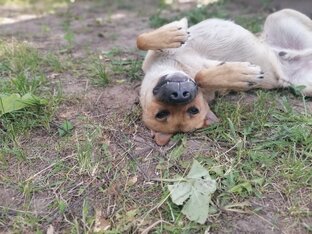 Собака на чиле на раслобоне