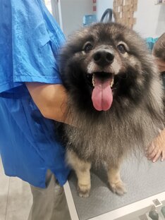 Наши младшие друзья)